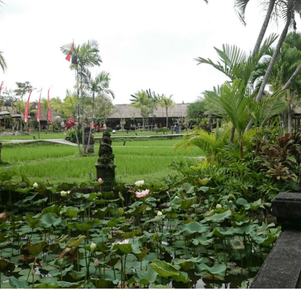 Bebek tepi sawah balilovinatours