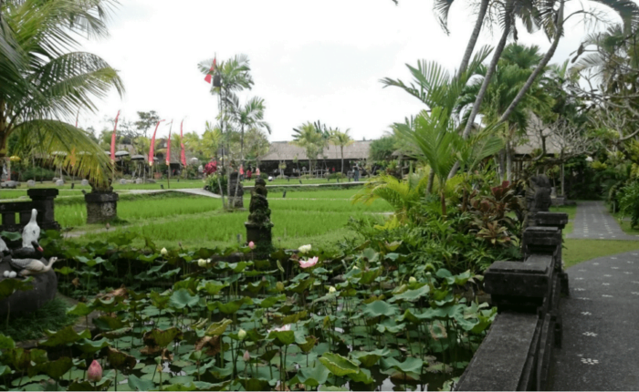 Bebek tepi sawah balilovinatours