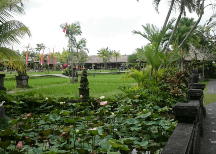 Bebek tepi sawah balilovinatours