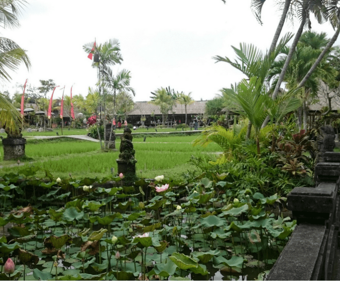 Bebek tepi sawah balilovinatours