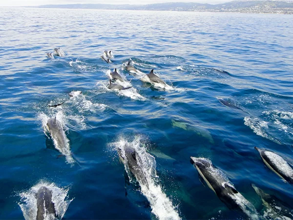 Lovina Wild Dolphin Tour