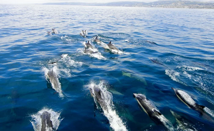 Lovina Wild Dolphin Tour
